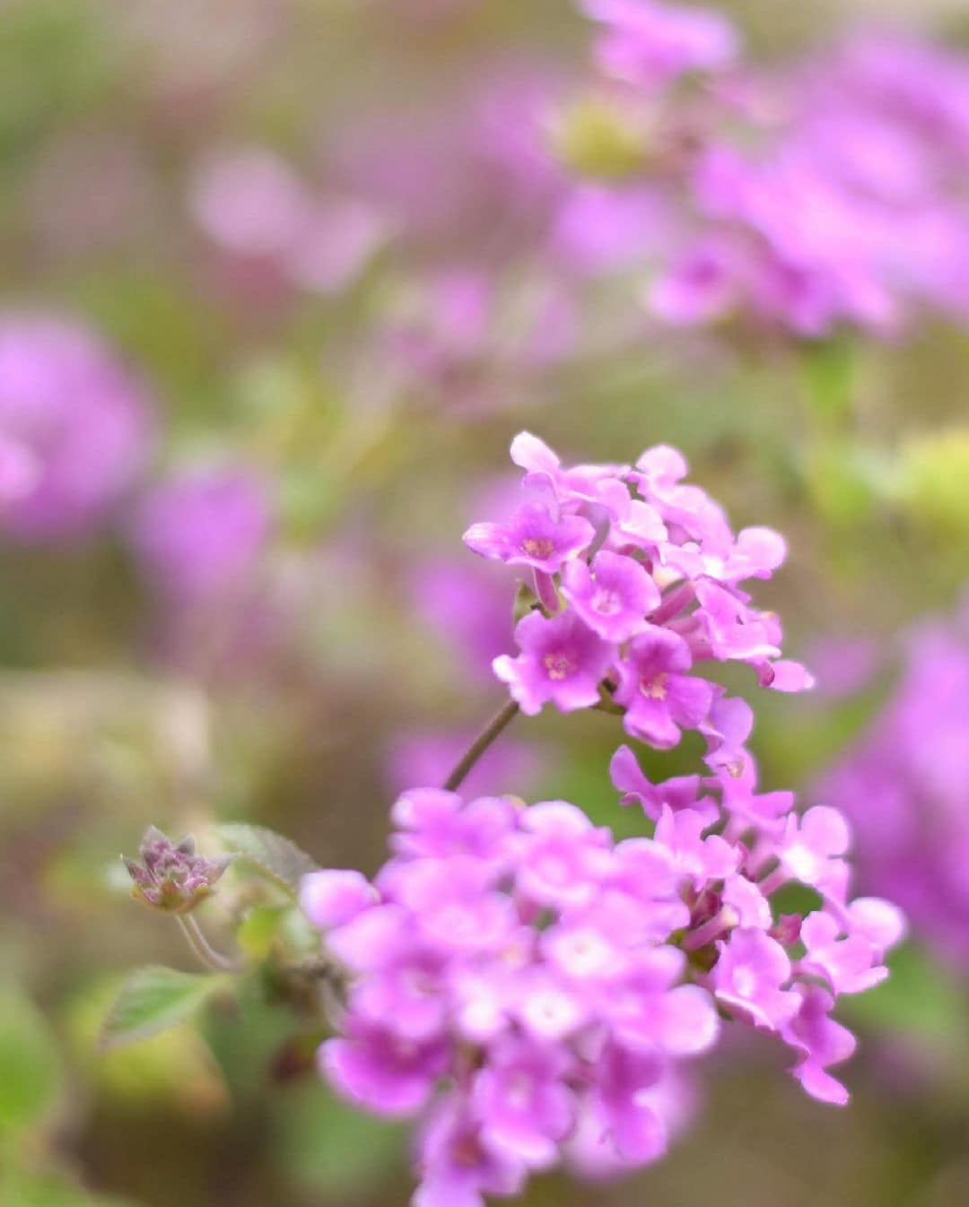 4 Easy Ways to Preserve Fresh Flowers Nataldee